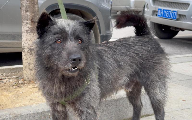 澳门管家婆100中奖和中国下司犬外网爆火与中国下司犬介绍