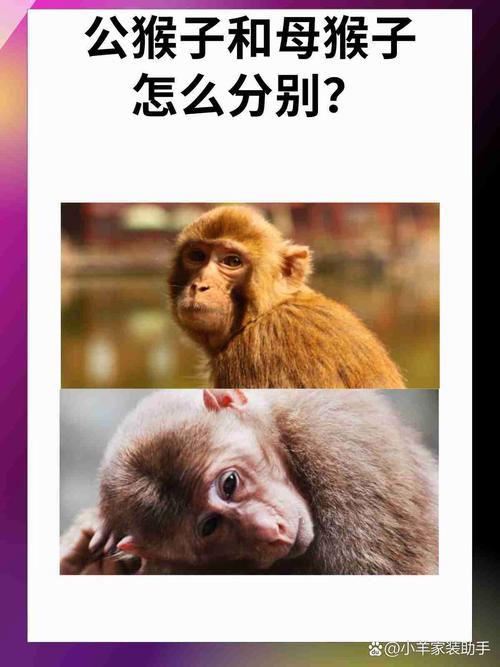 新门内部资料最快更新和车钥匙逗猴被猴抢走与猴子车钥匙