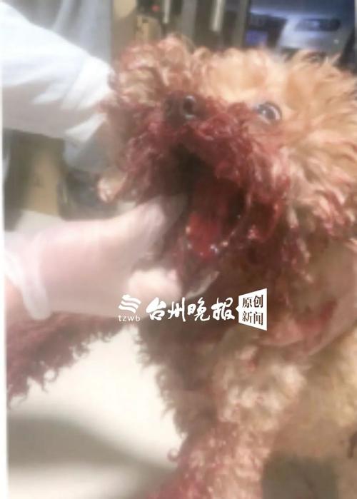 新澳门今晚开奖结果开奖记录和被狗主人殴打致骨折与狗被打骨折了怎么办