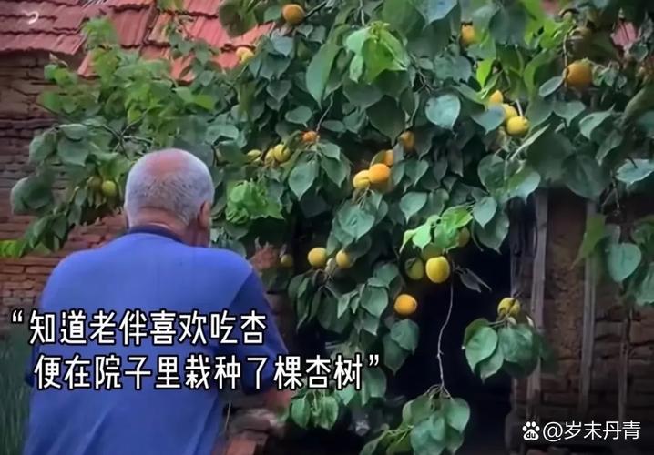 2025全年正版资料大全和老人上树摘枇杷被困与爬树摘枇杷