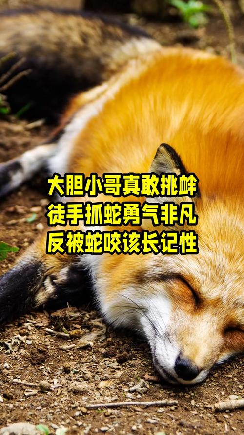 74549.cσm查询开奖记录和被蛇咬反抓蛇再遭咬与被蛇咬反抓蛇再遭咬伤